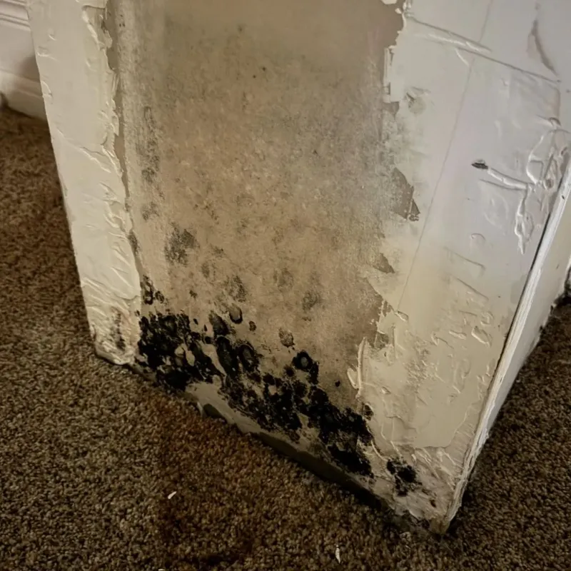 Professional Mold Removal in Washington County, NC